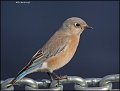 _1SB9443 western bluebird female